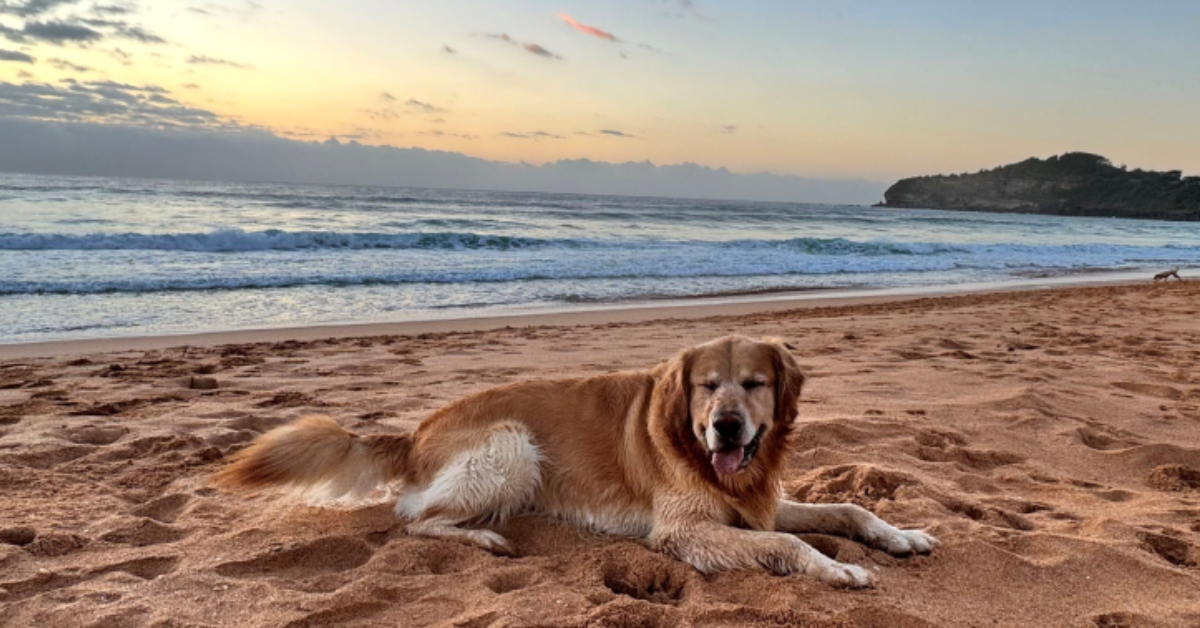 off-leash