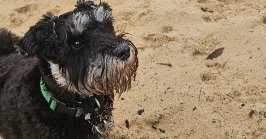off-leash