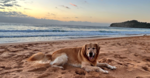 Mona Vale