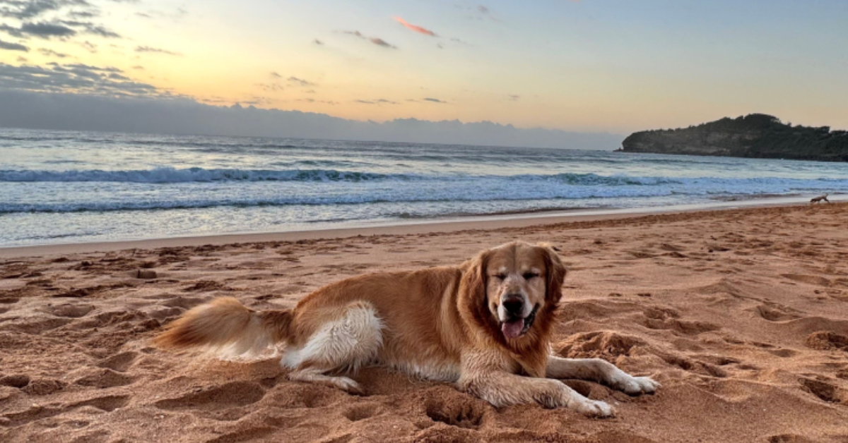 Mona Vale